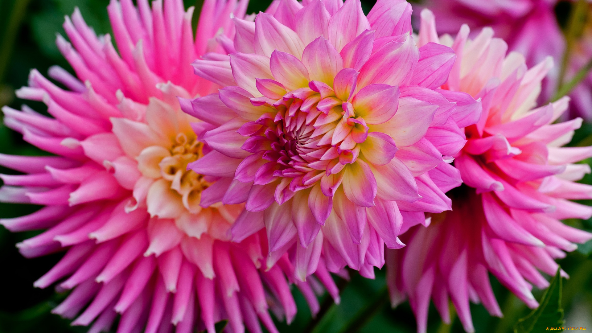 цветы, георгины, лепестки, розовые