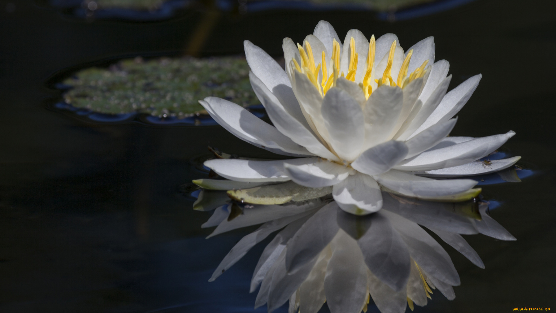 цветы, лилии, водяные, , нимфеи, , кувшинки, отражение, цветок