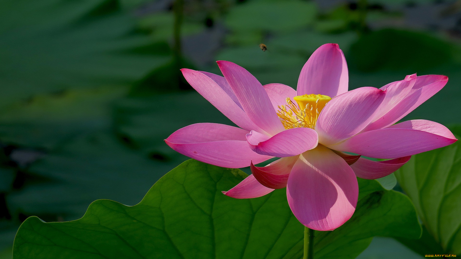 цветы, лотосы, фон, лепестки