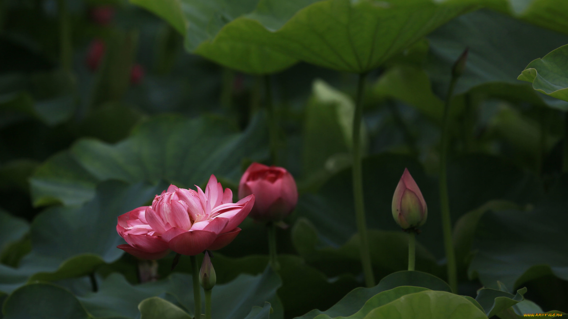 цветы, лотосы, лепестки, фон