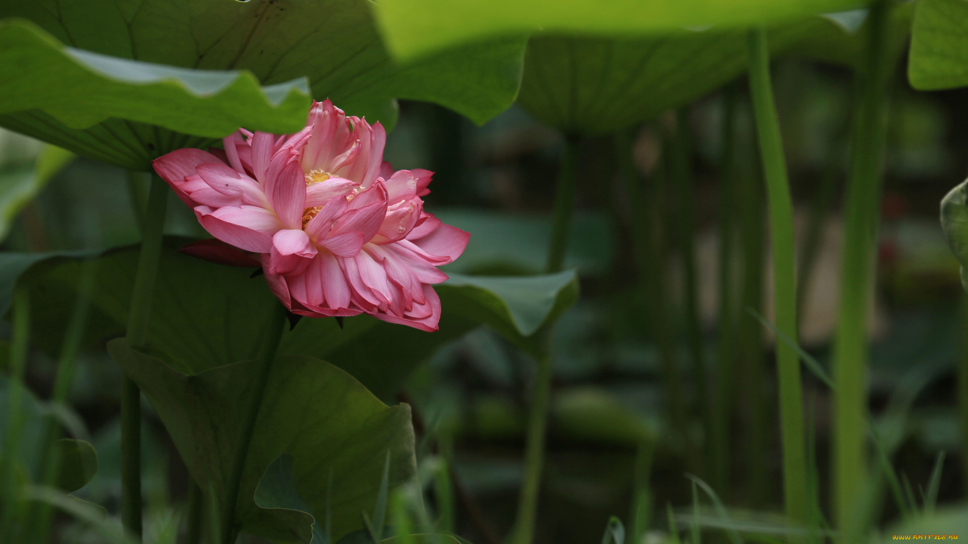 цветы, лотосы, лепестки, фон