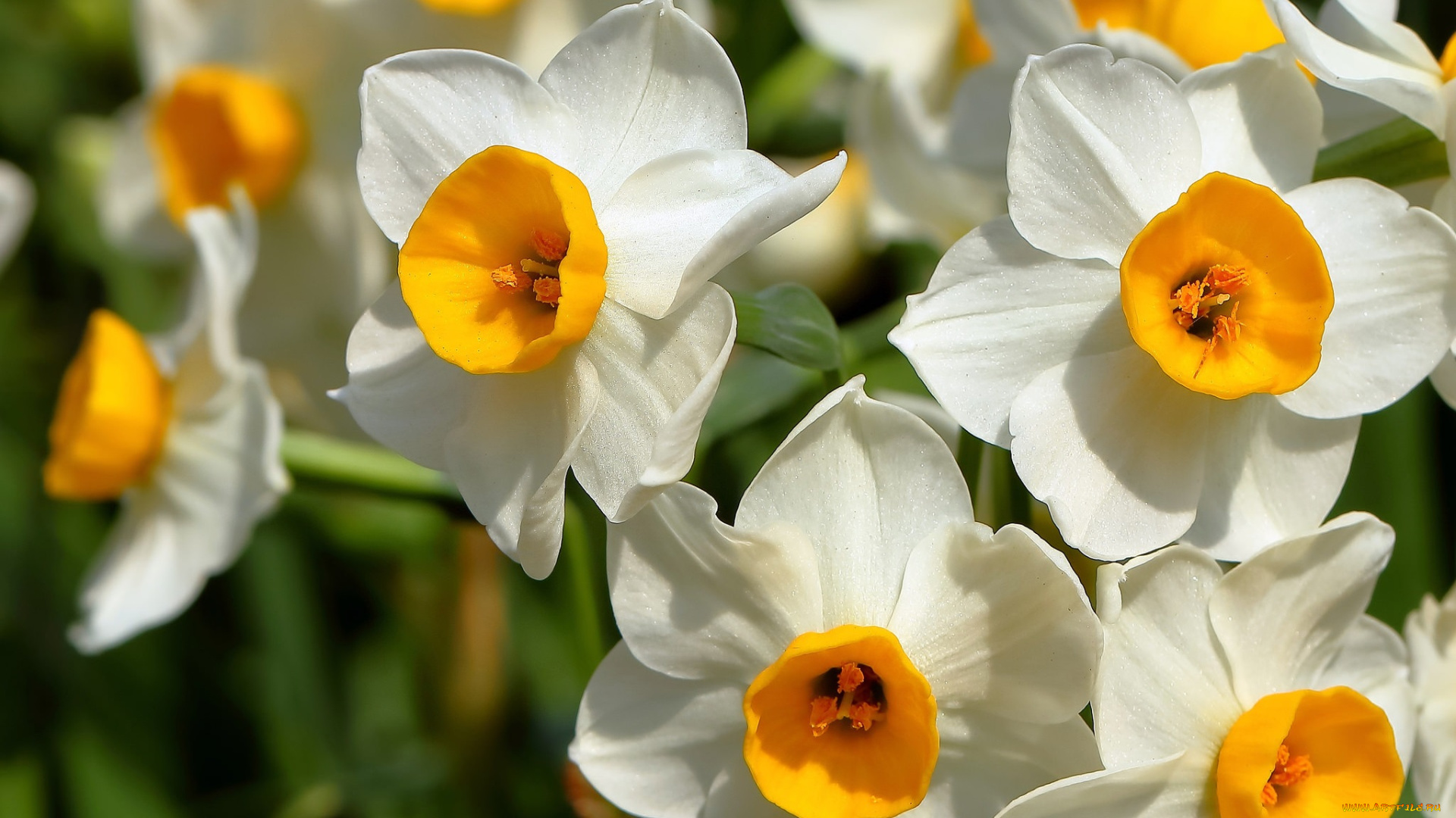 цветы, нарциссы