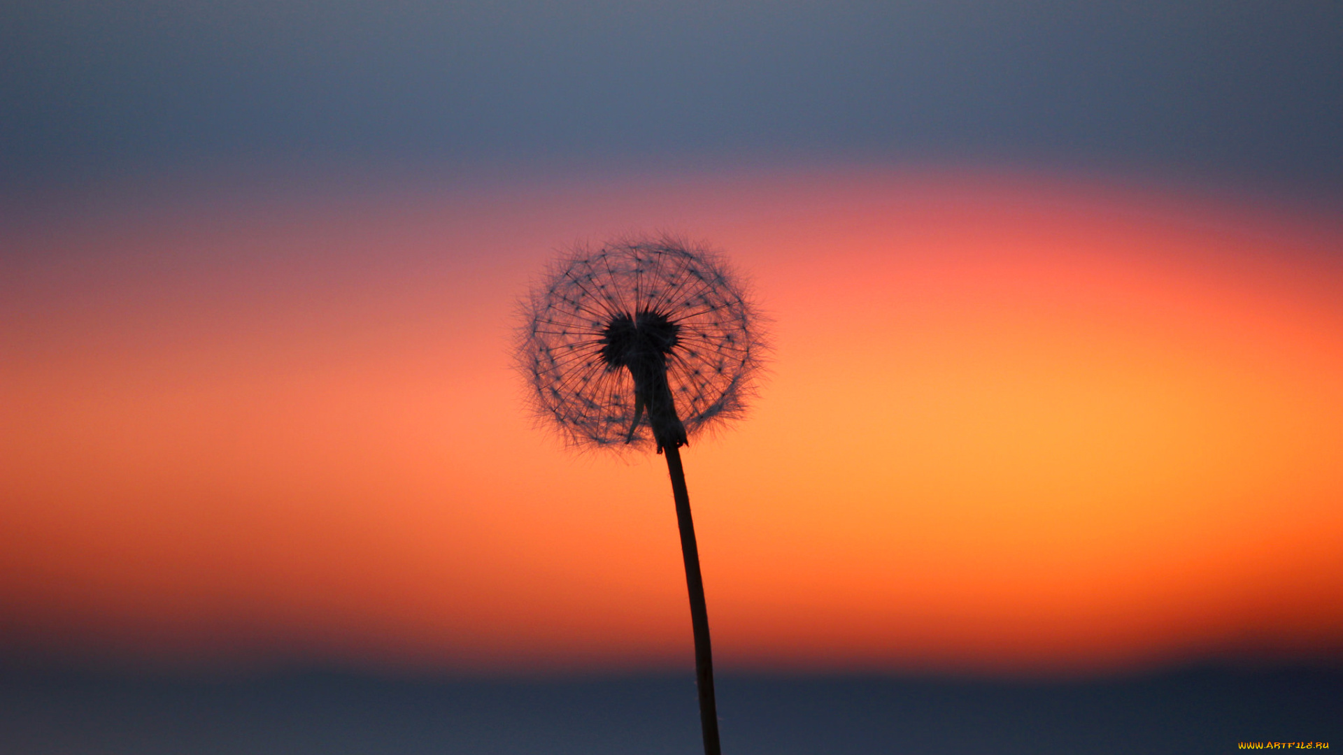 цветы, одуванчики, зарево, одуванчик, облака, цветок