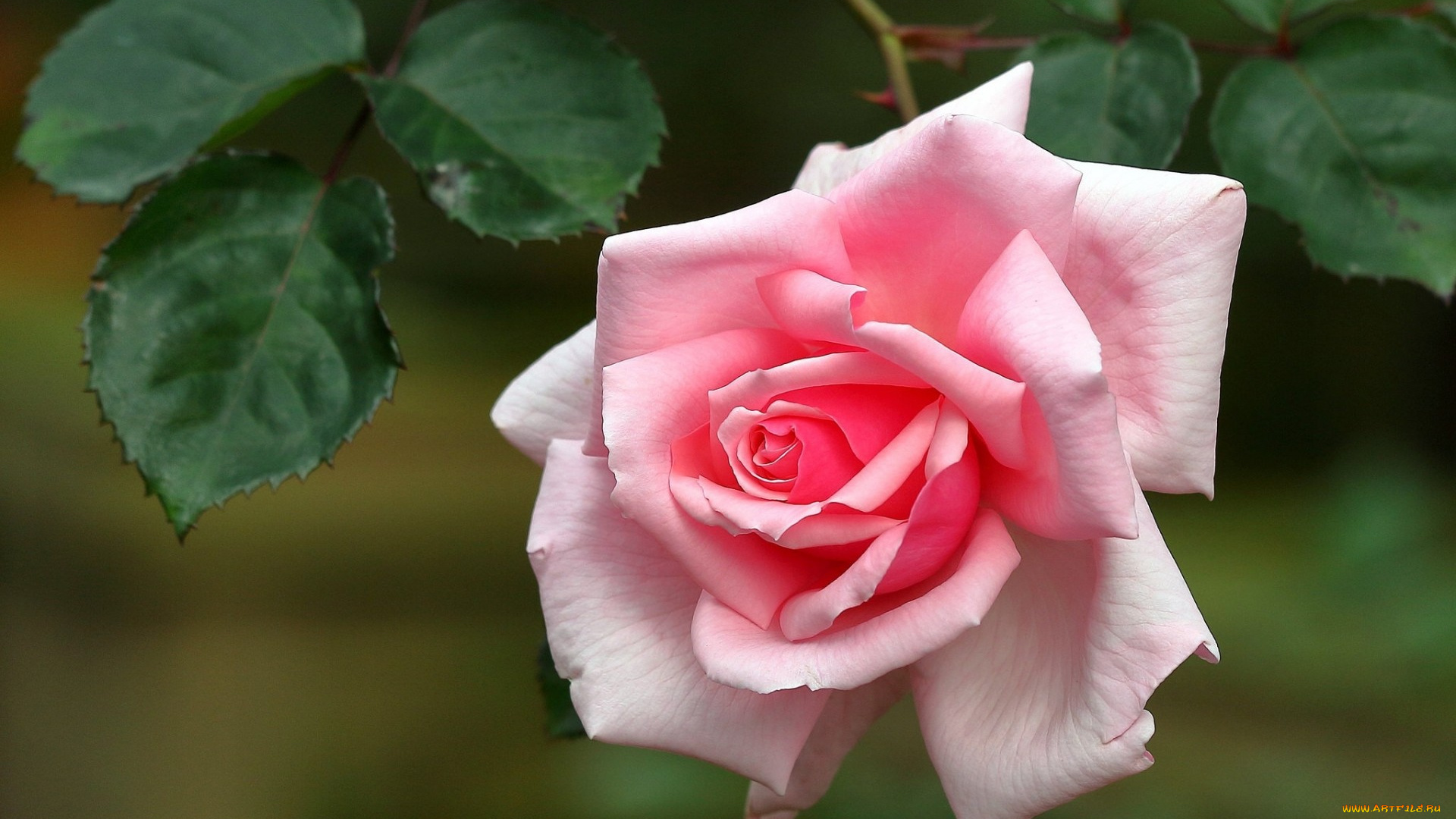 цветы, розы, роза