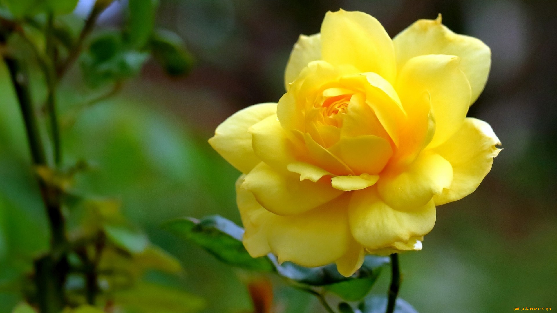 цветы, розы, роза