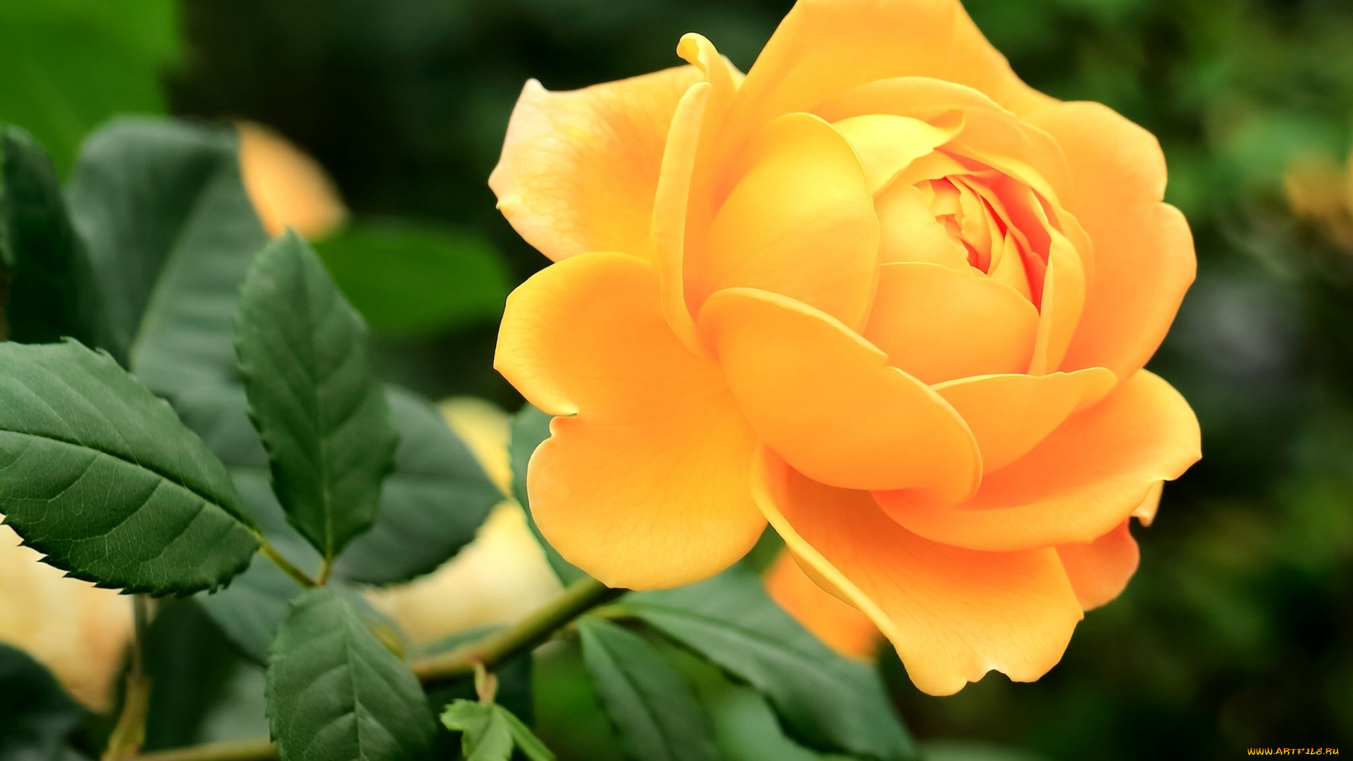 цветы, розы, роза