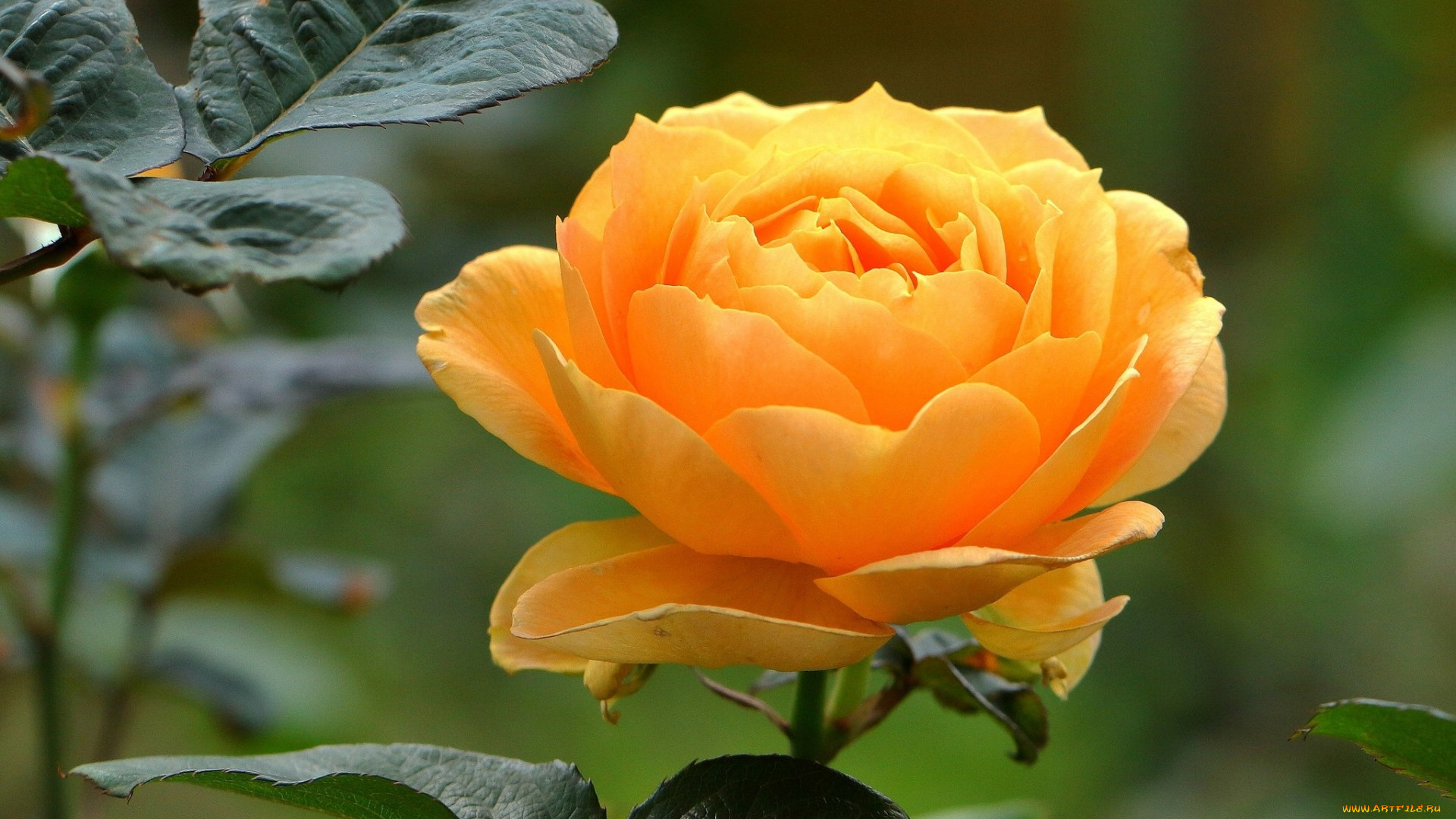 цветы, розы, роза