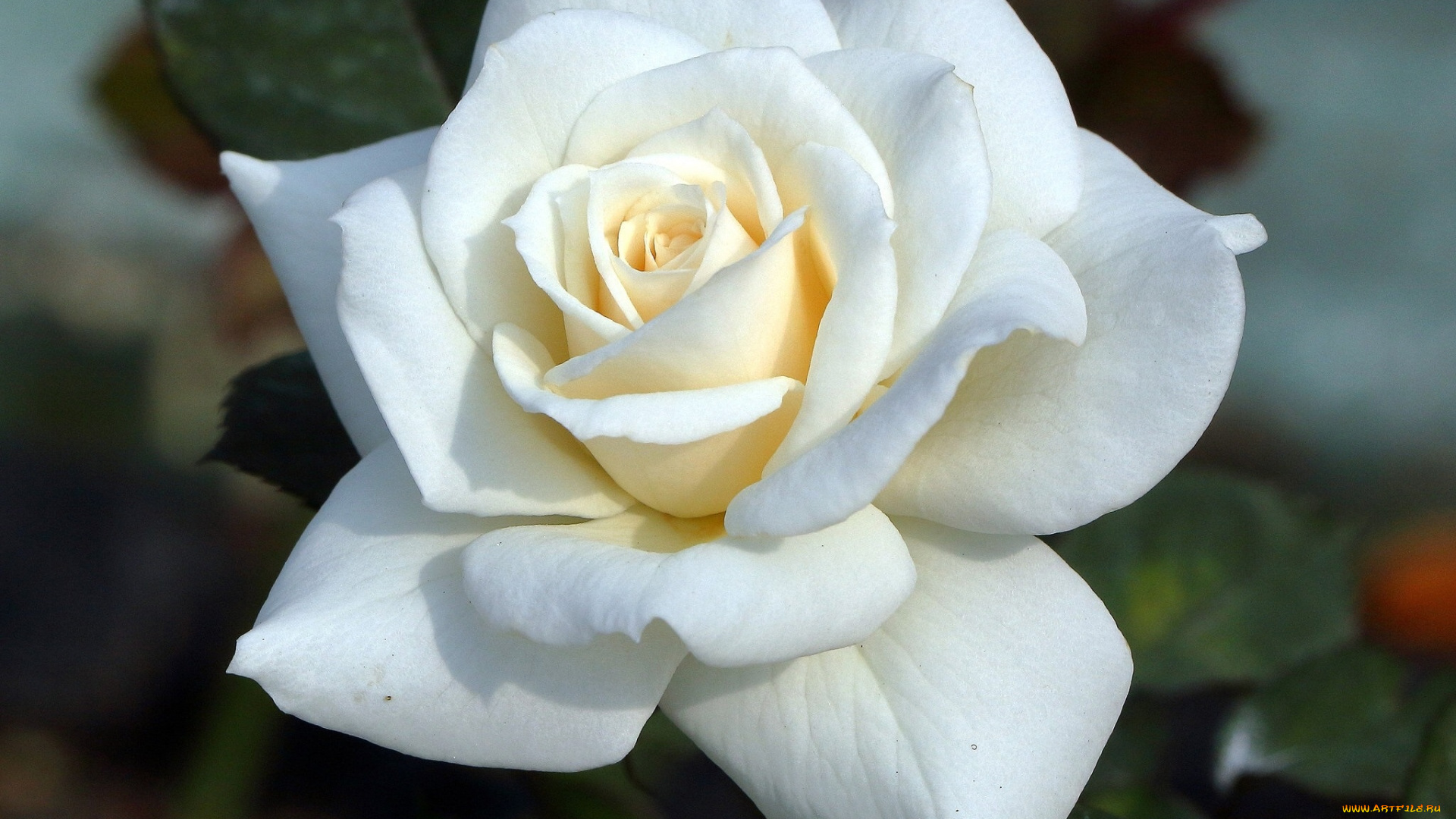 цветы, розы, роза