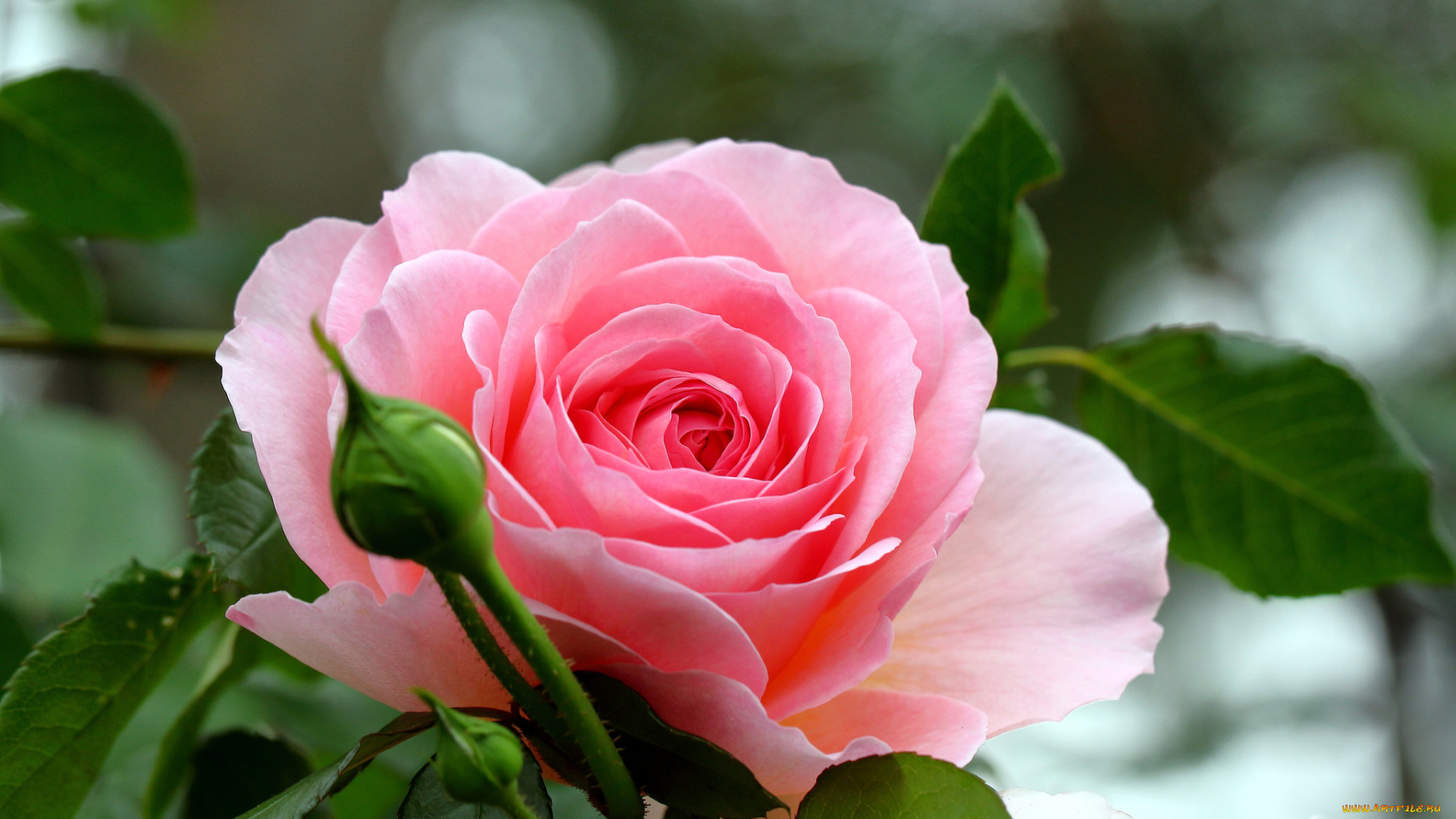 цветы, розы, роза