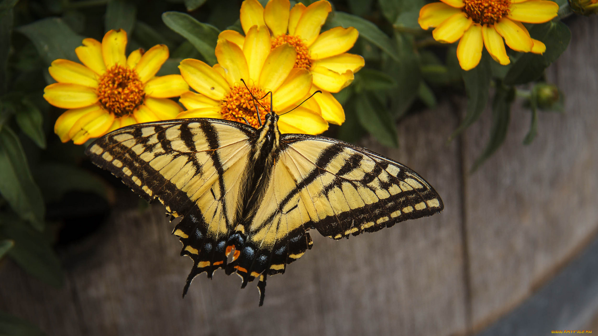 животные, бабочки, , мотыльки, , моли, бабочка