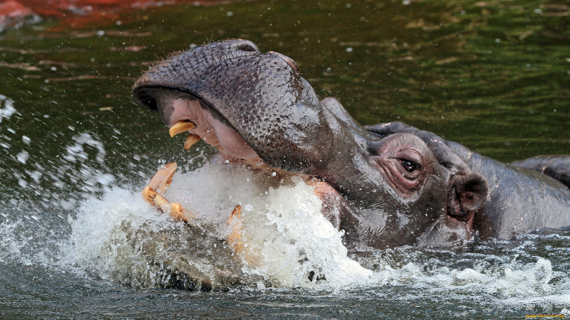 животные, бегемоты, бегемот