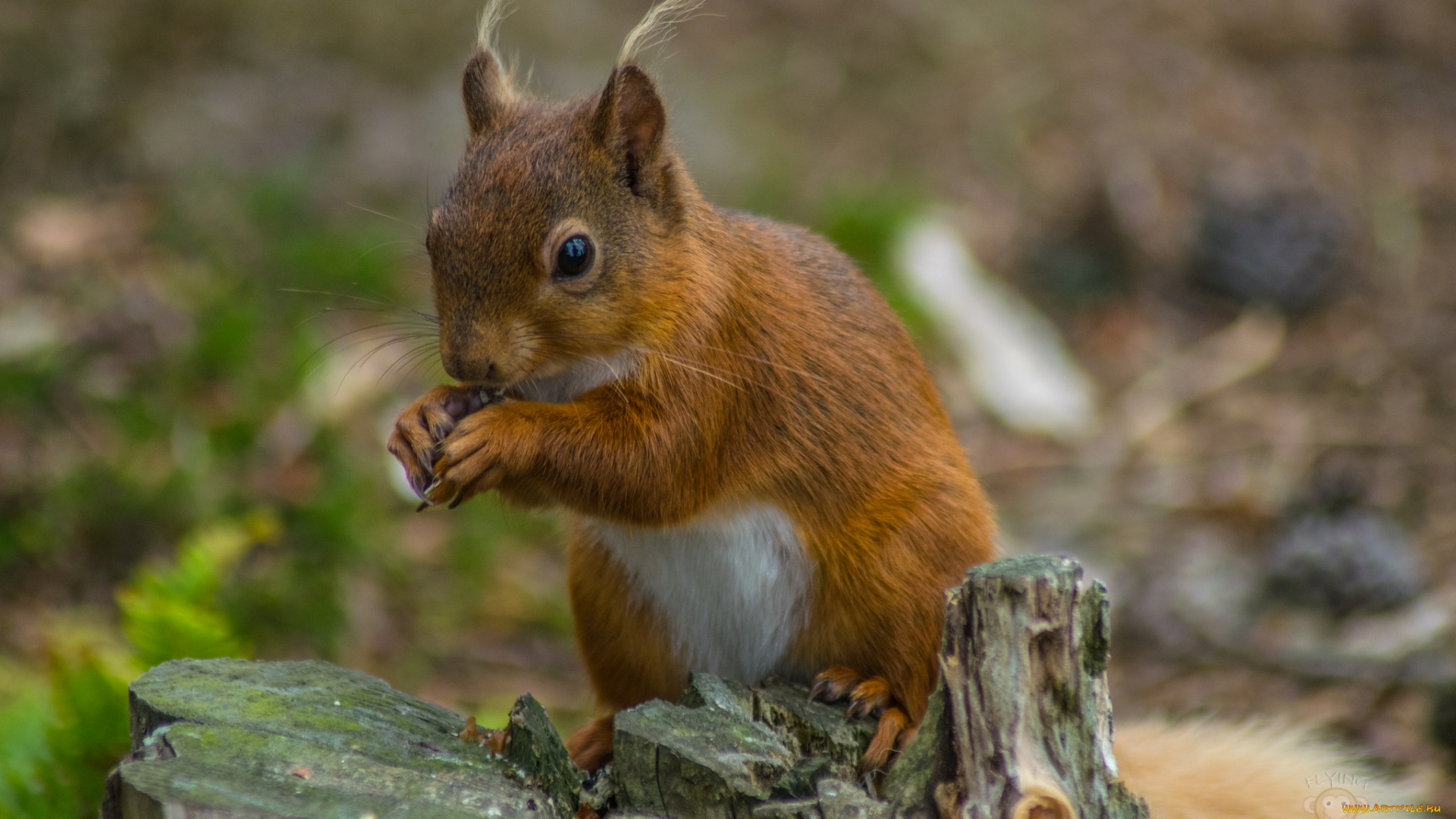 животные, белки, белка