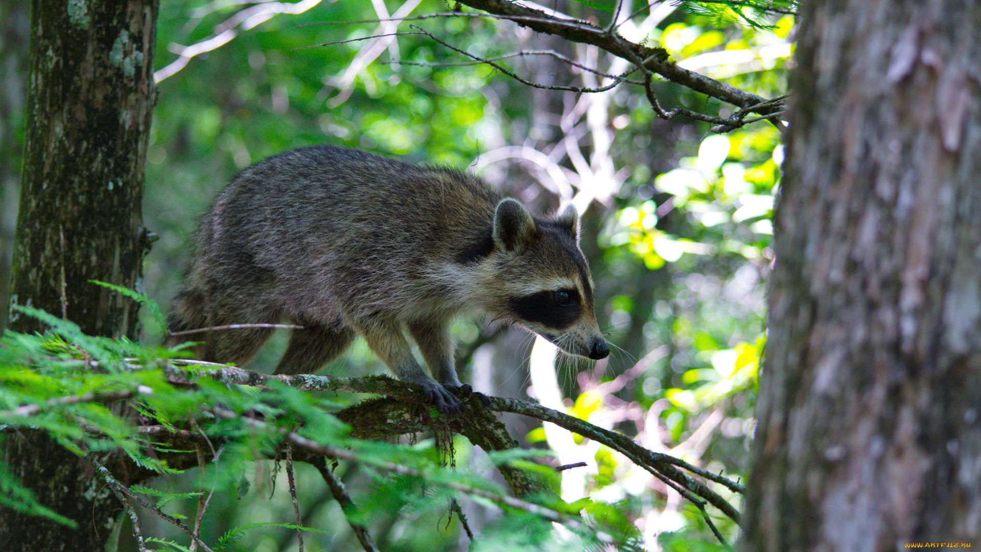 животные, еноты, енот