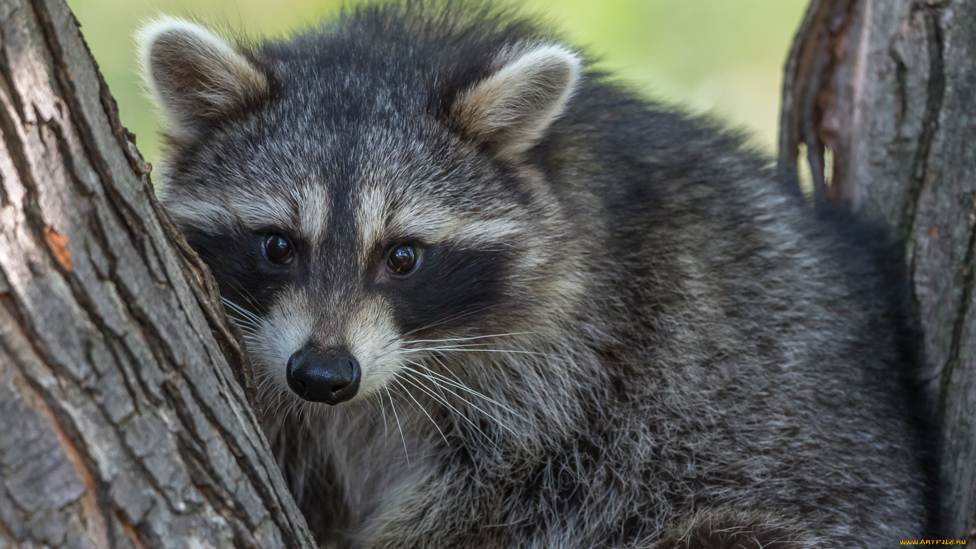 животные, еноты, енот