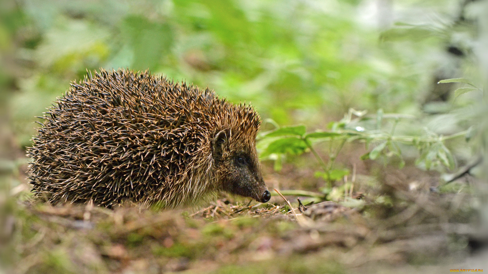 животные, ежи, ежик