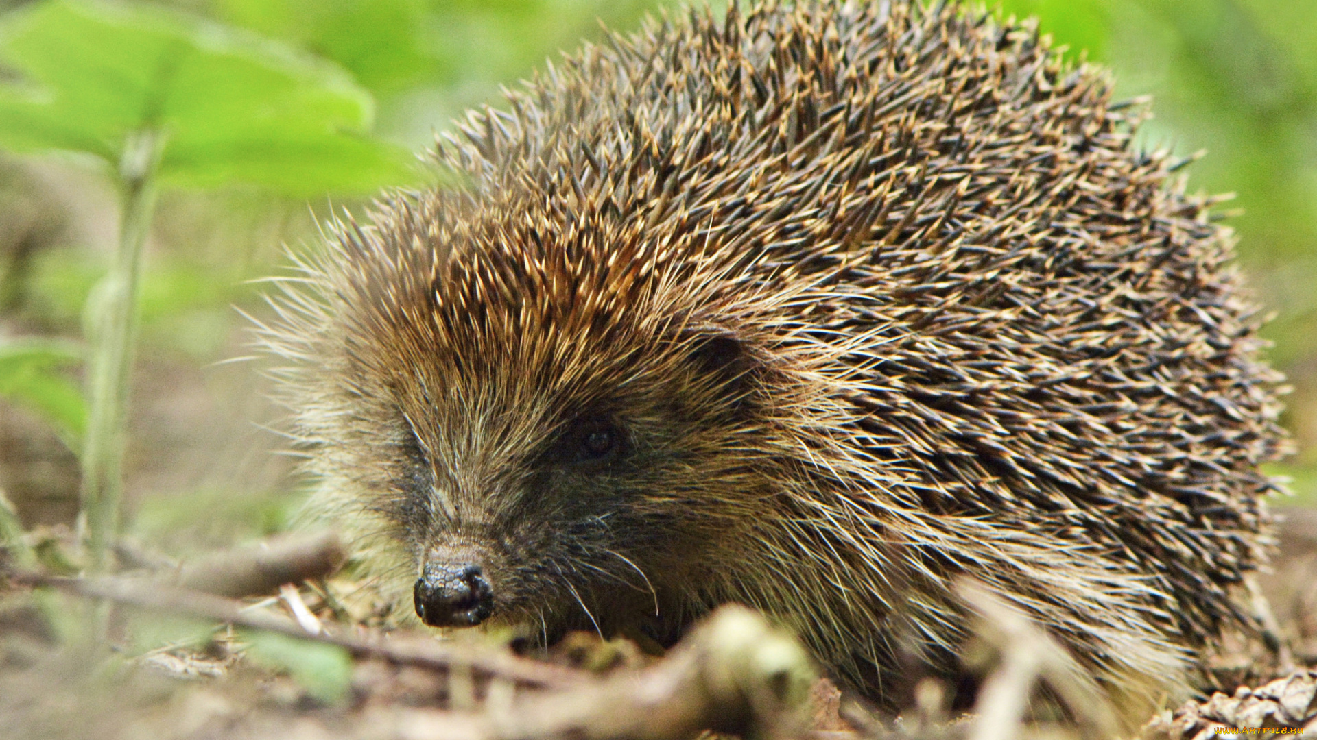 животные, ежи, ежик