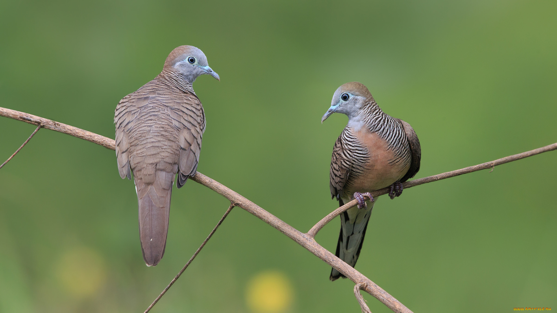 животные, голуби