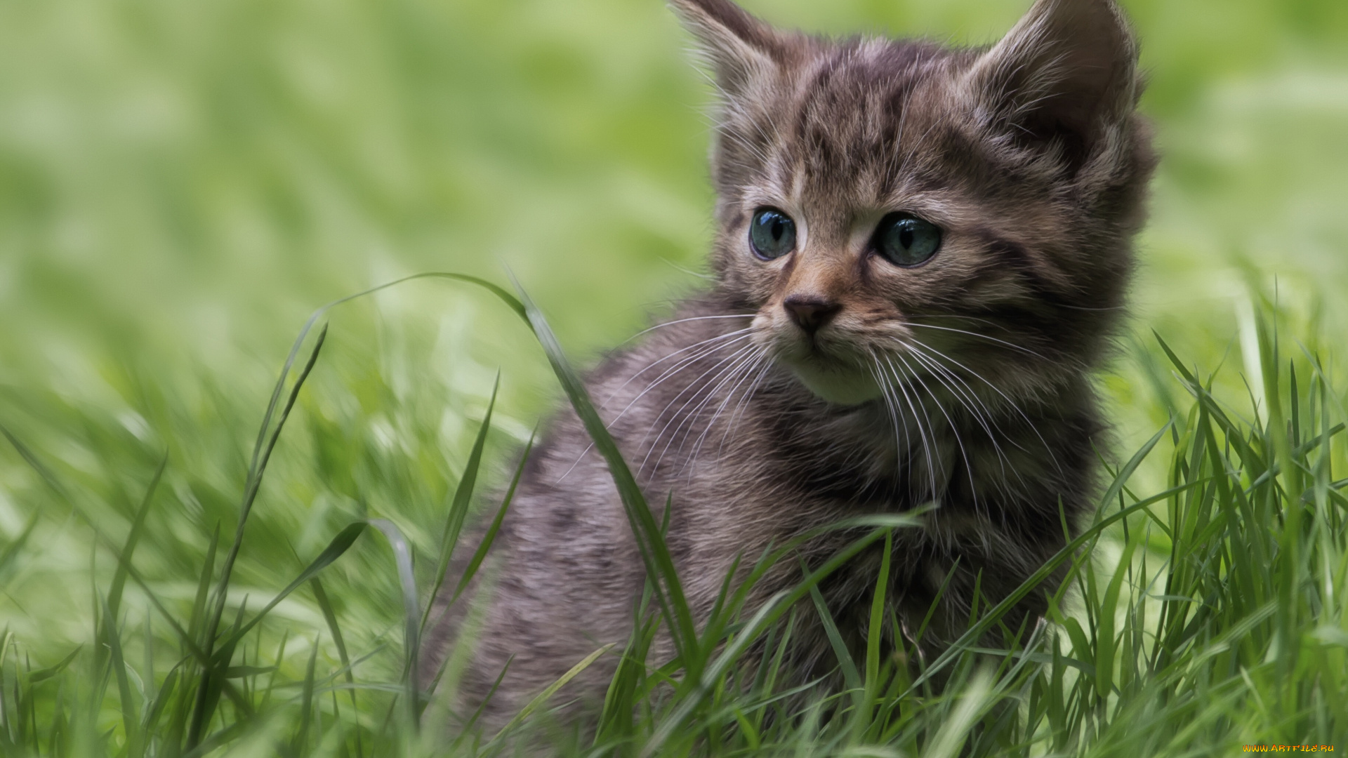 животные, коты, котёнок