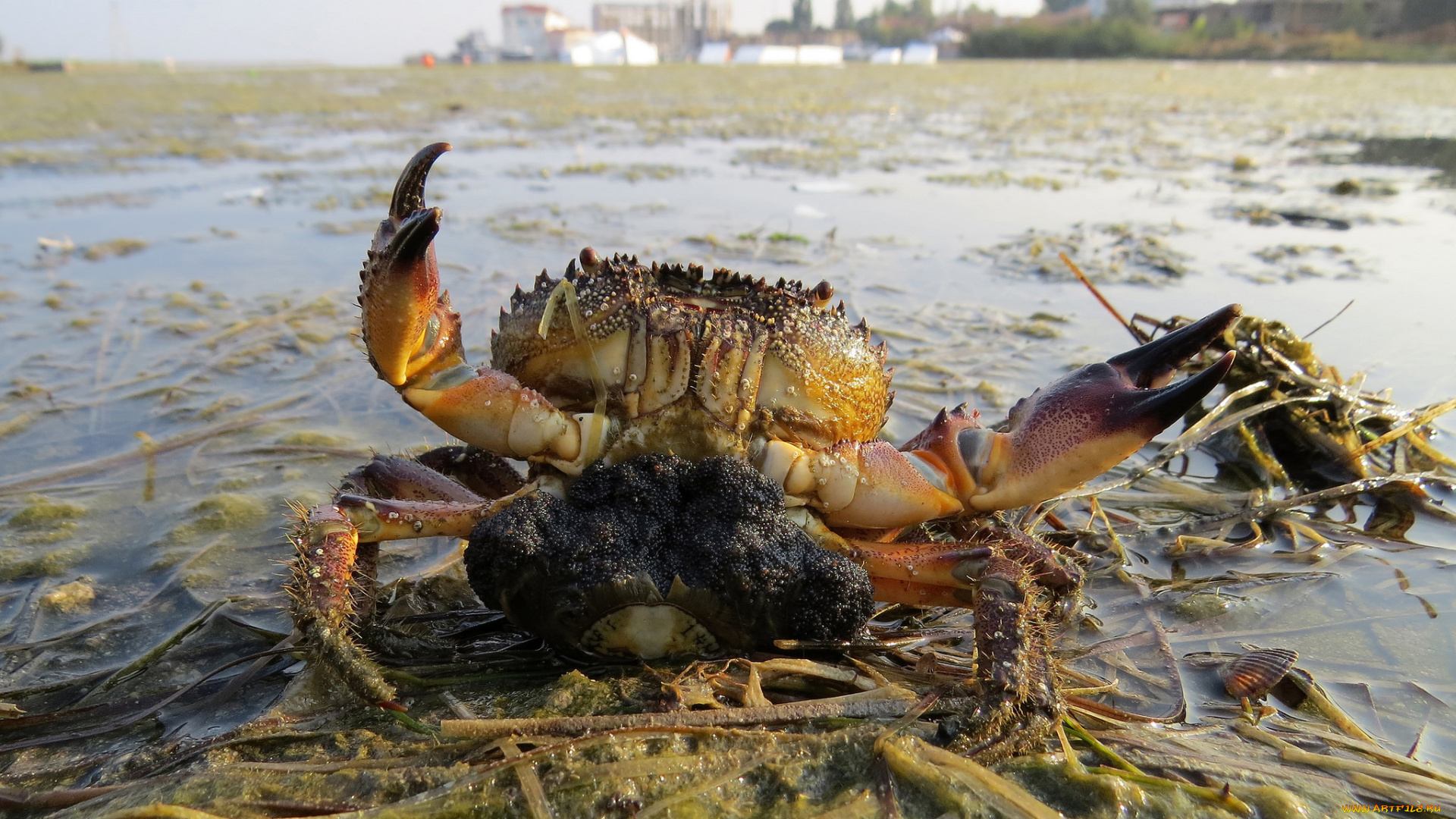 животные, крабы, , раки, крабик