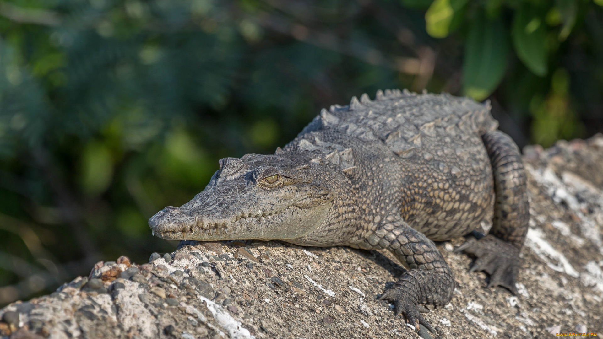 животные, крокодилы, крокодил