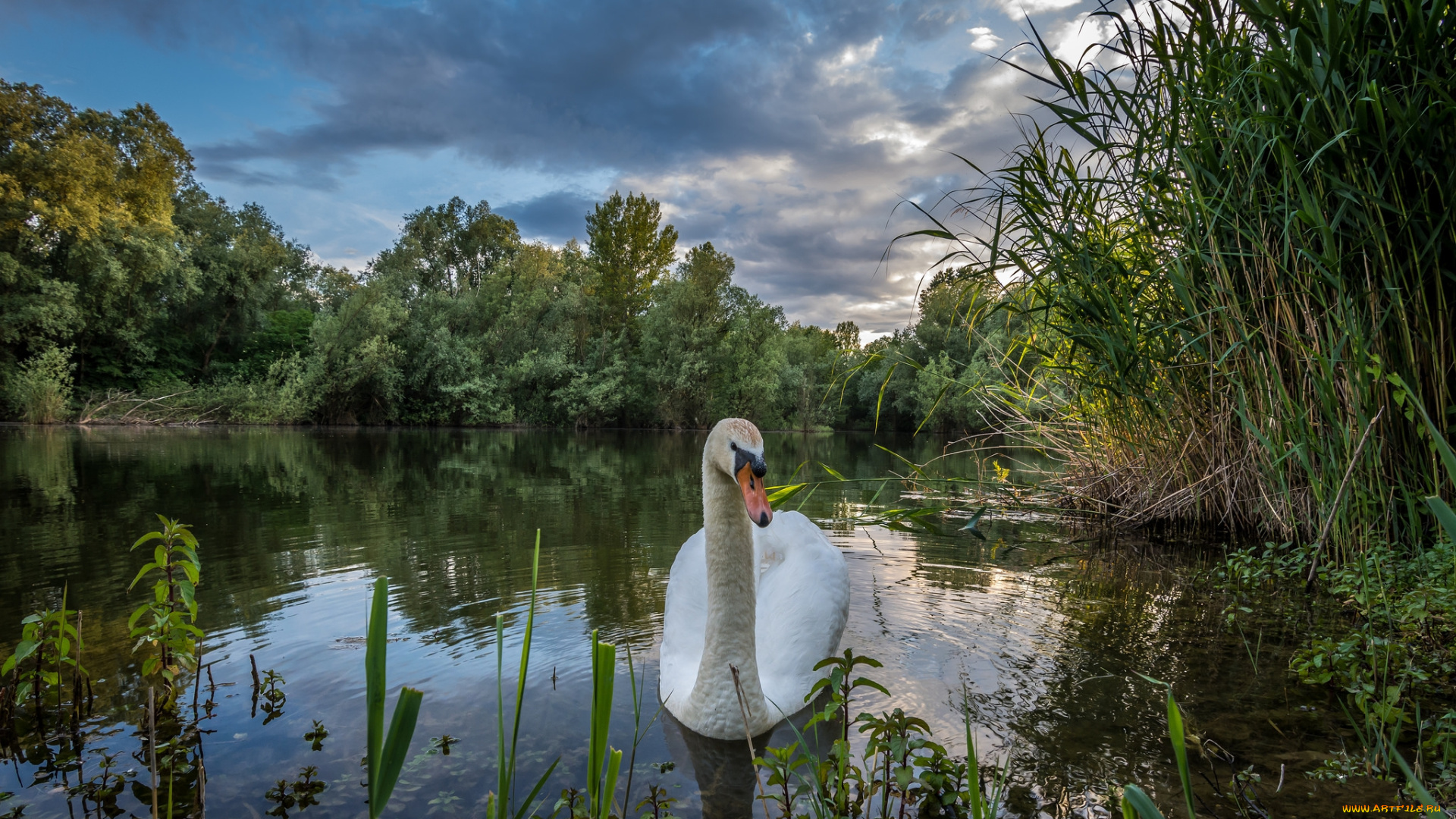 животные, лебеди, птичка
