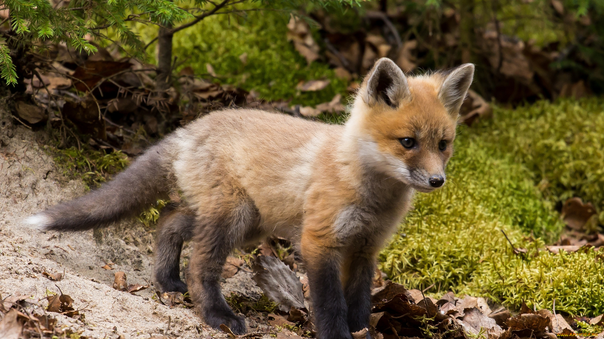животные, лисы, лисенок
