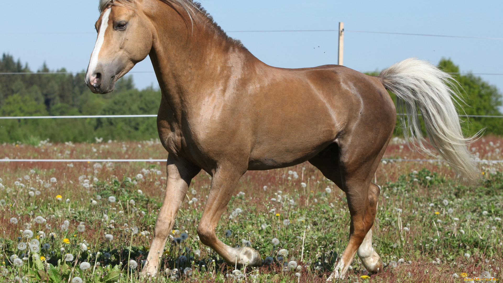 животные, лошади, соловый, конь, лошадь, цветы, одуванчики, трава
