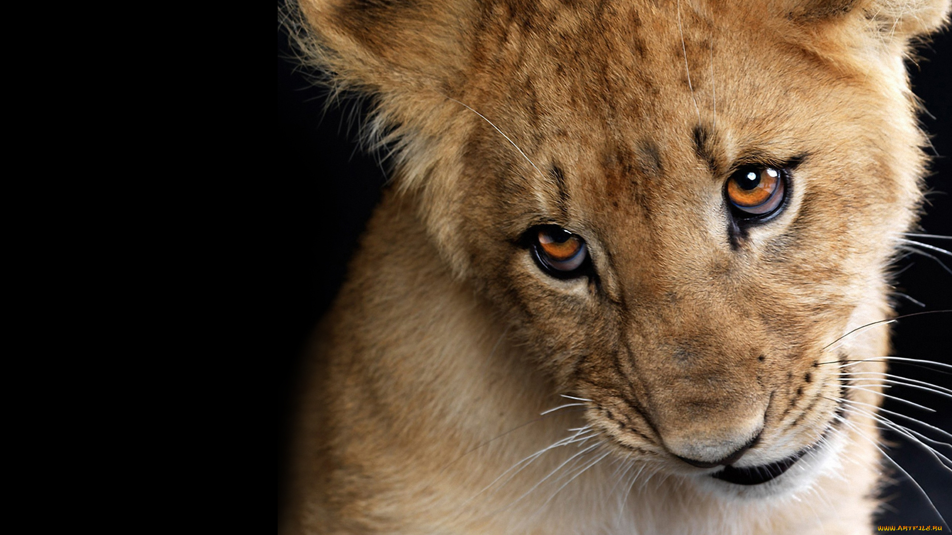 животные, львы