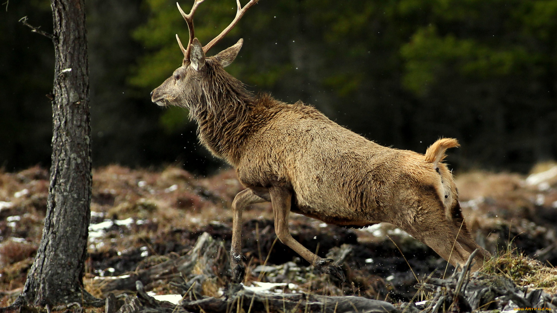 животные, олени, олень, рога