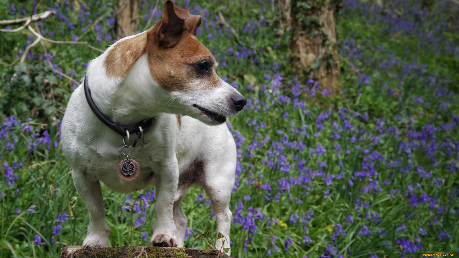 животные, собаки, песик