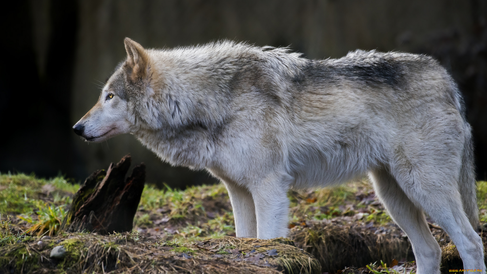 животные, волки, , койоты, , шакалы, волчара