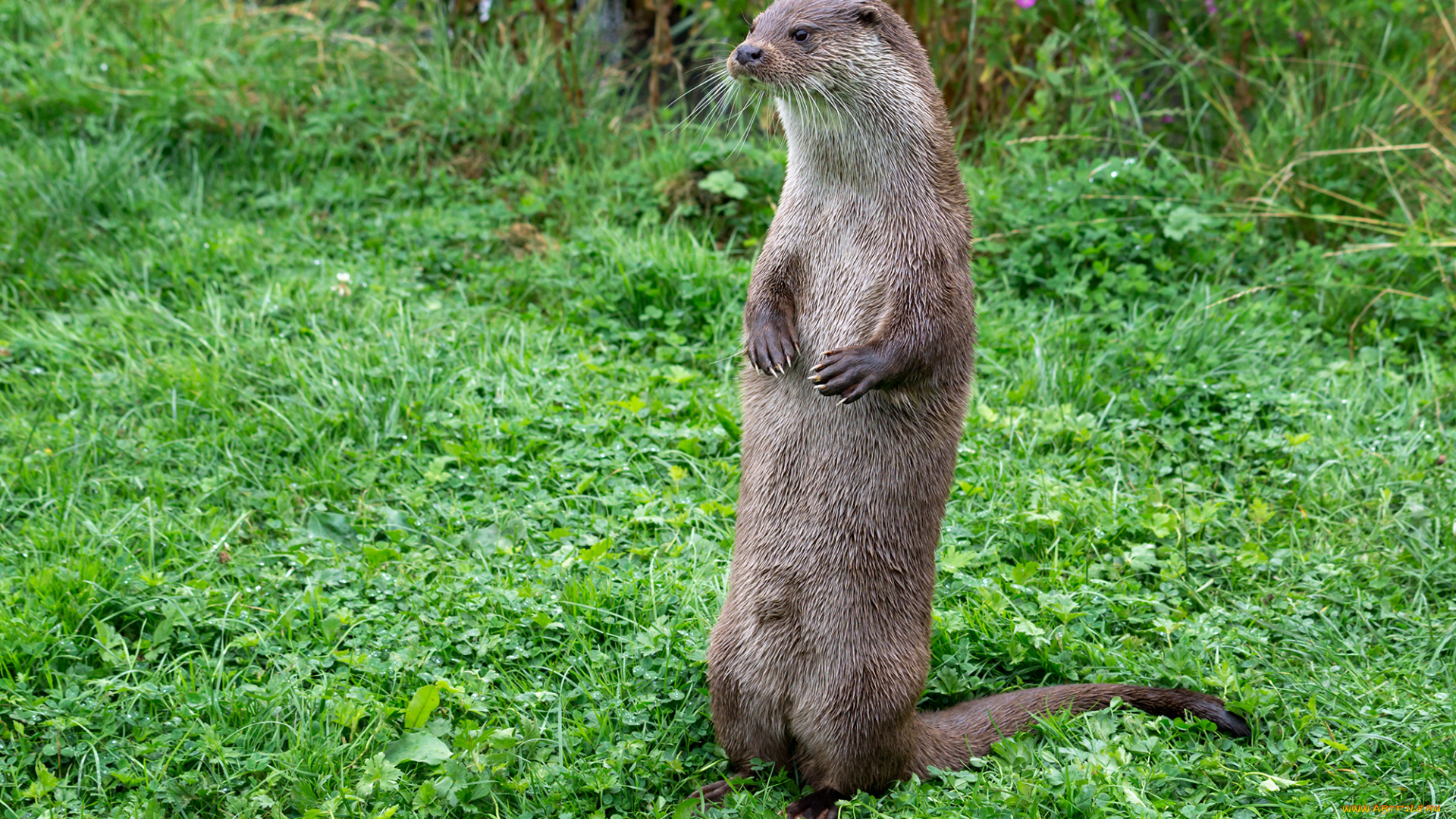 животные, выдры, , каланы, , ондатры, выдра