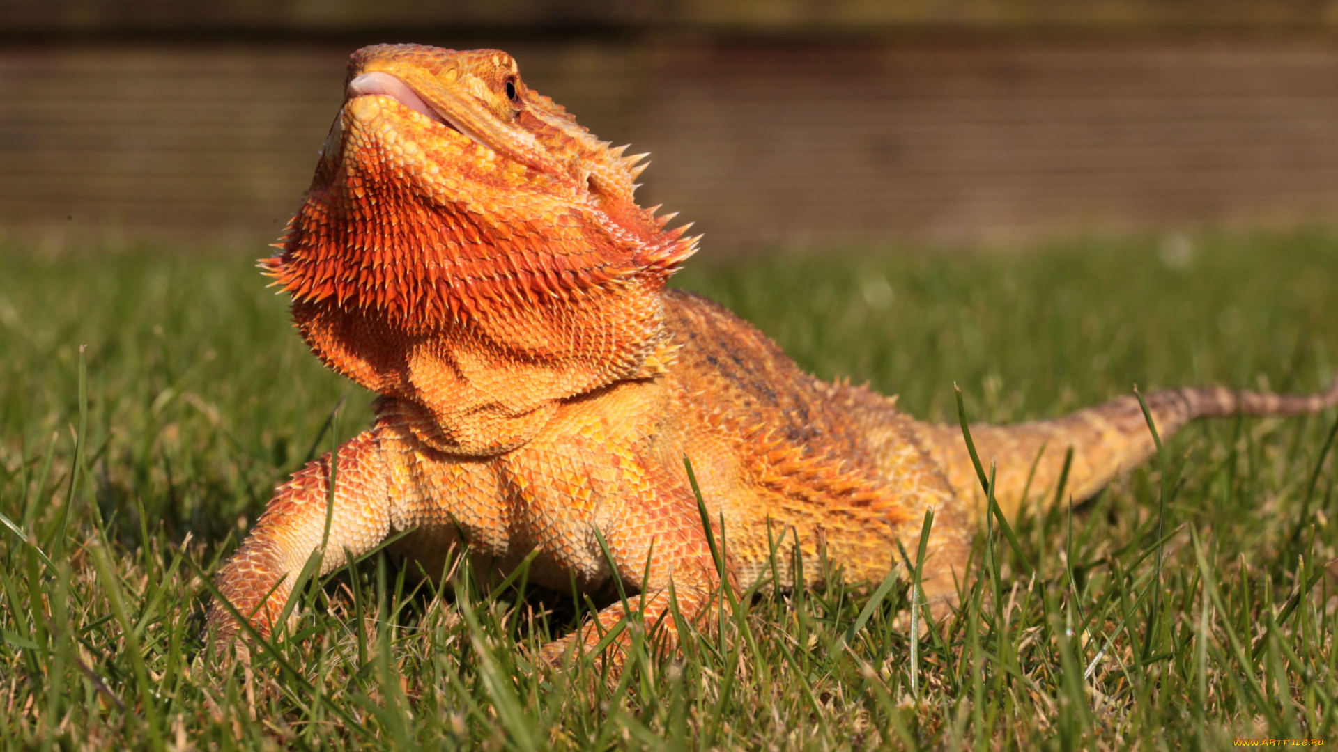 животные, Ящерицы, , игуаны, , вараны, ящерка