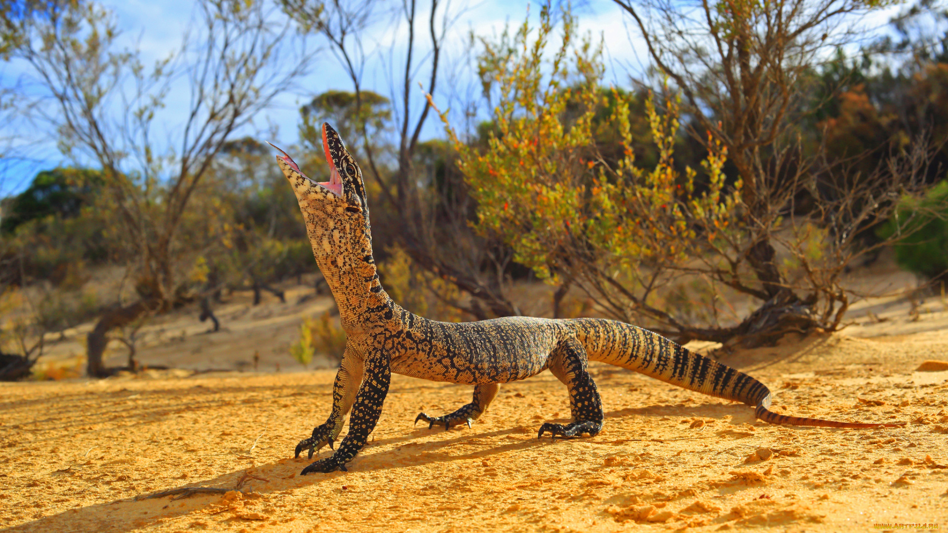 животные, Ящерицы, , игуаны, , вараны, ящерка