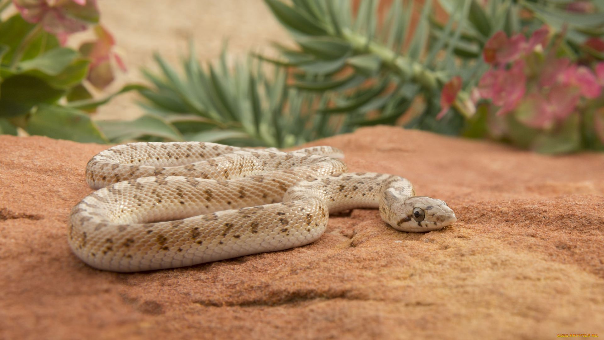 животные, змеи, , питоны, , кобры, змейка