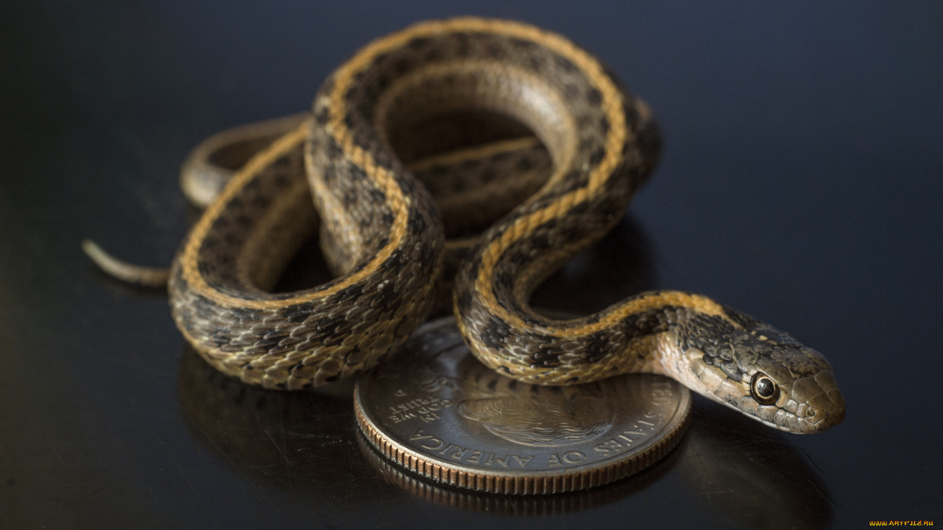 животные, змеи, , питоны, , кобры, змея