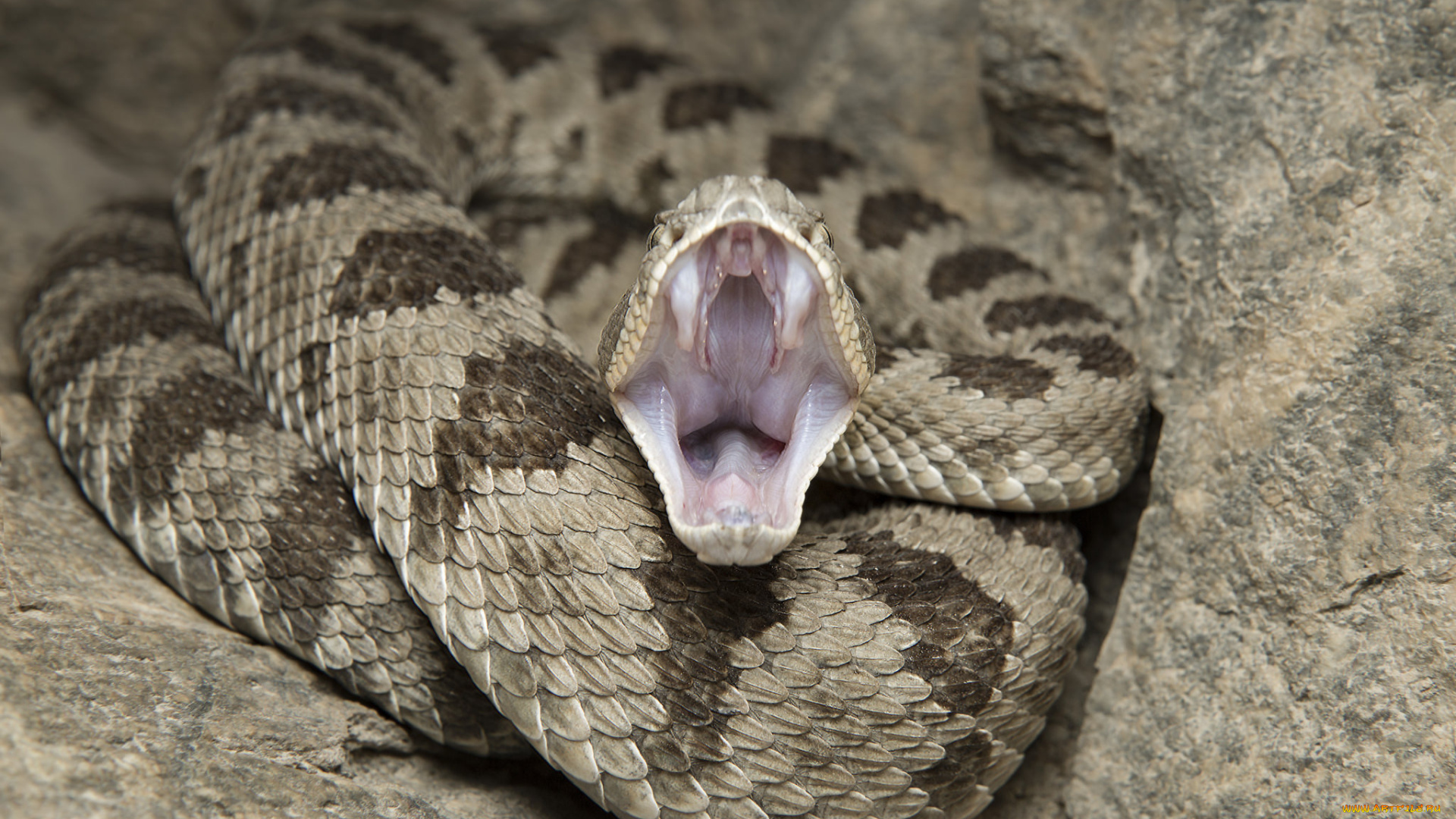 животные, змеи, , питоны, , кобры, змея