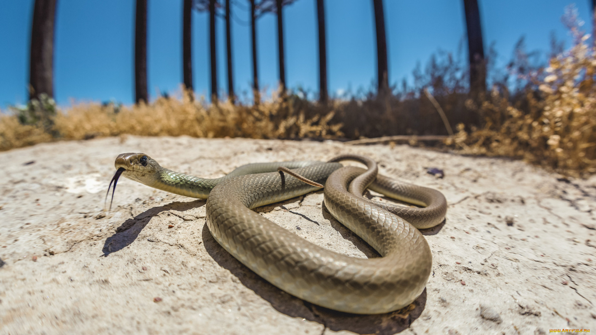 животные, змеи, , питоны, , кобры, змея