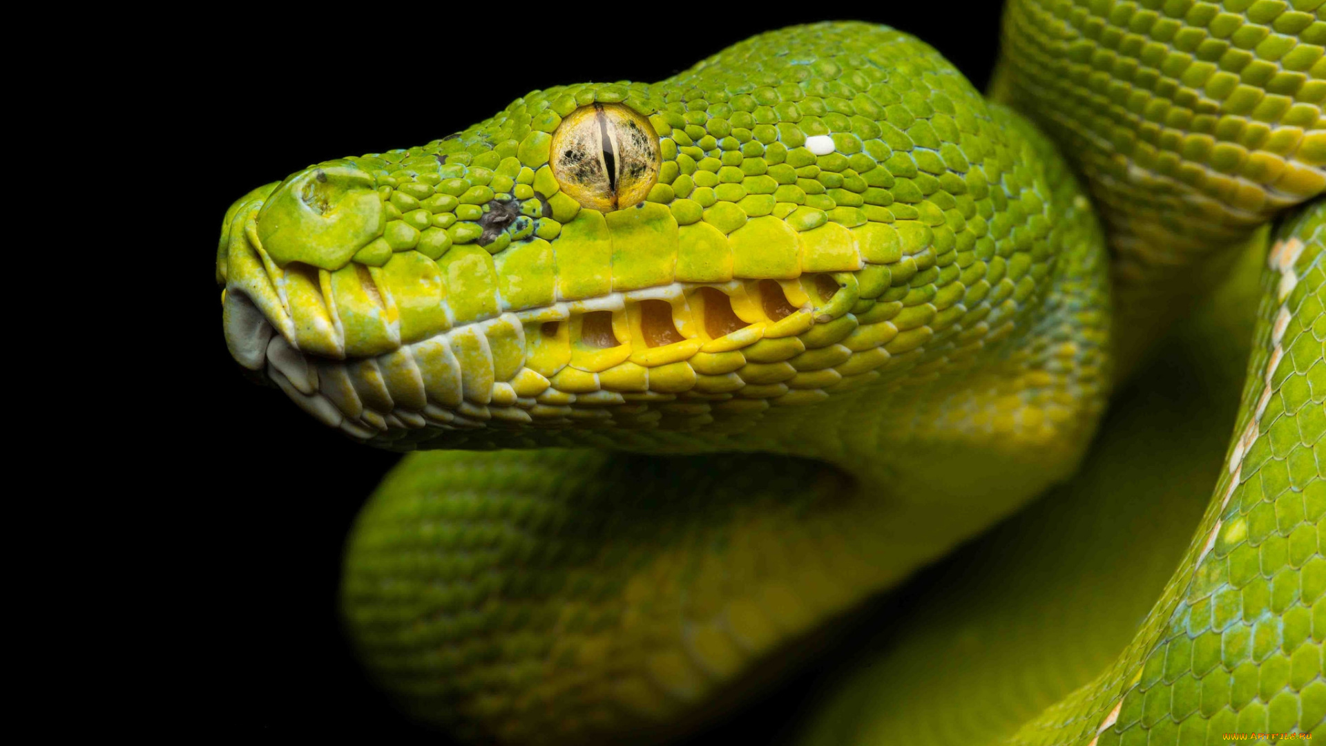 животные, змеи, , питоны, , кобры, змея