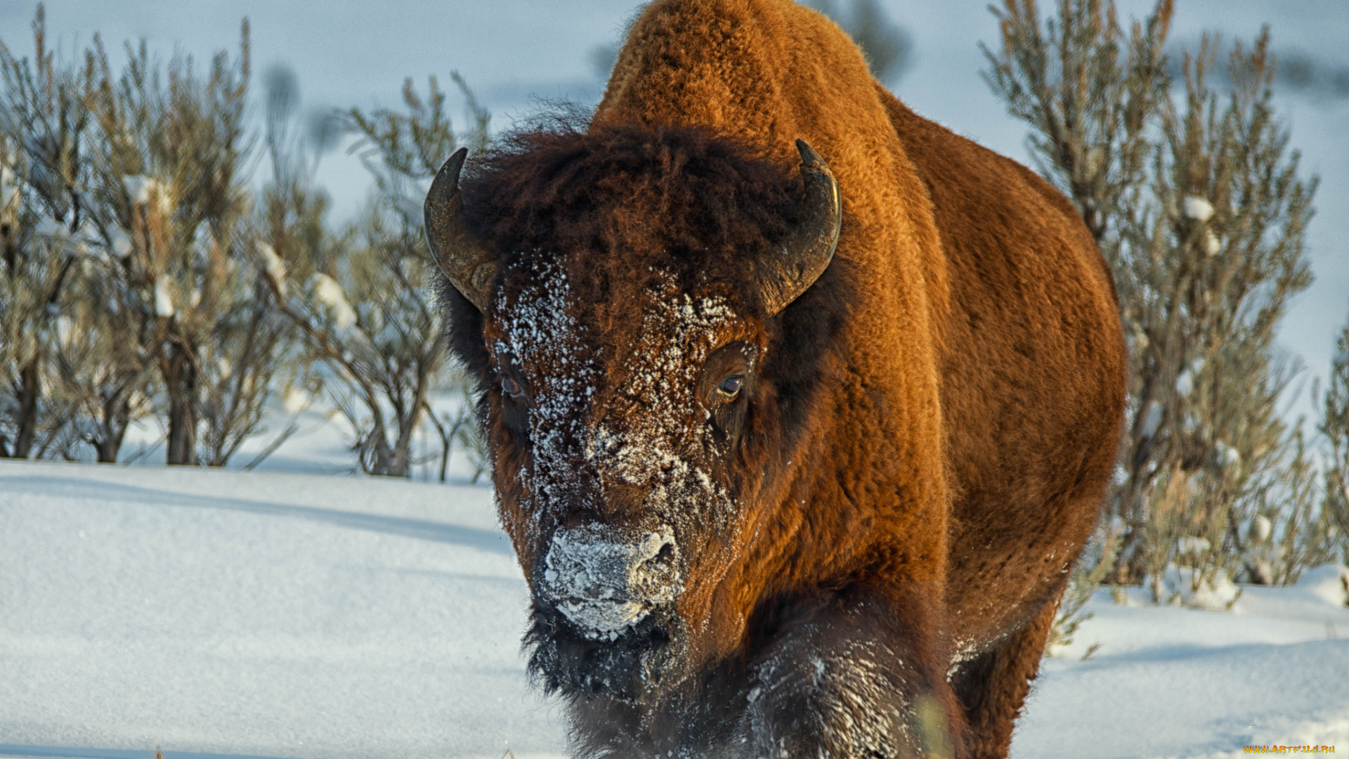 животные, зубры, , бизоны, бык