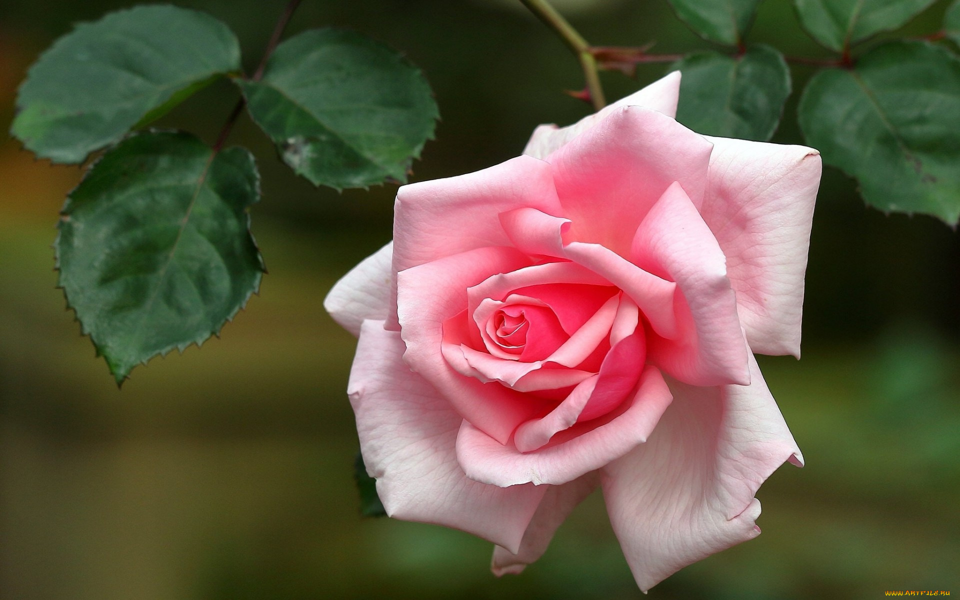 цветы, розы, роза