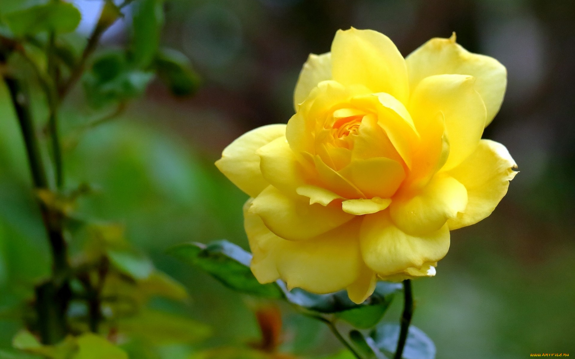 цветы, розы, роза