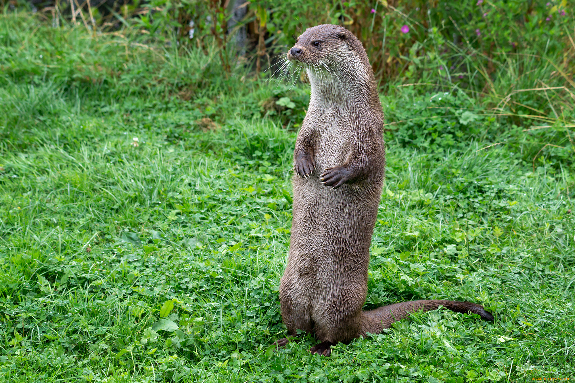 животные, выдры, , каланы, , ондатры, выдра