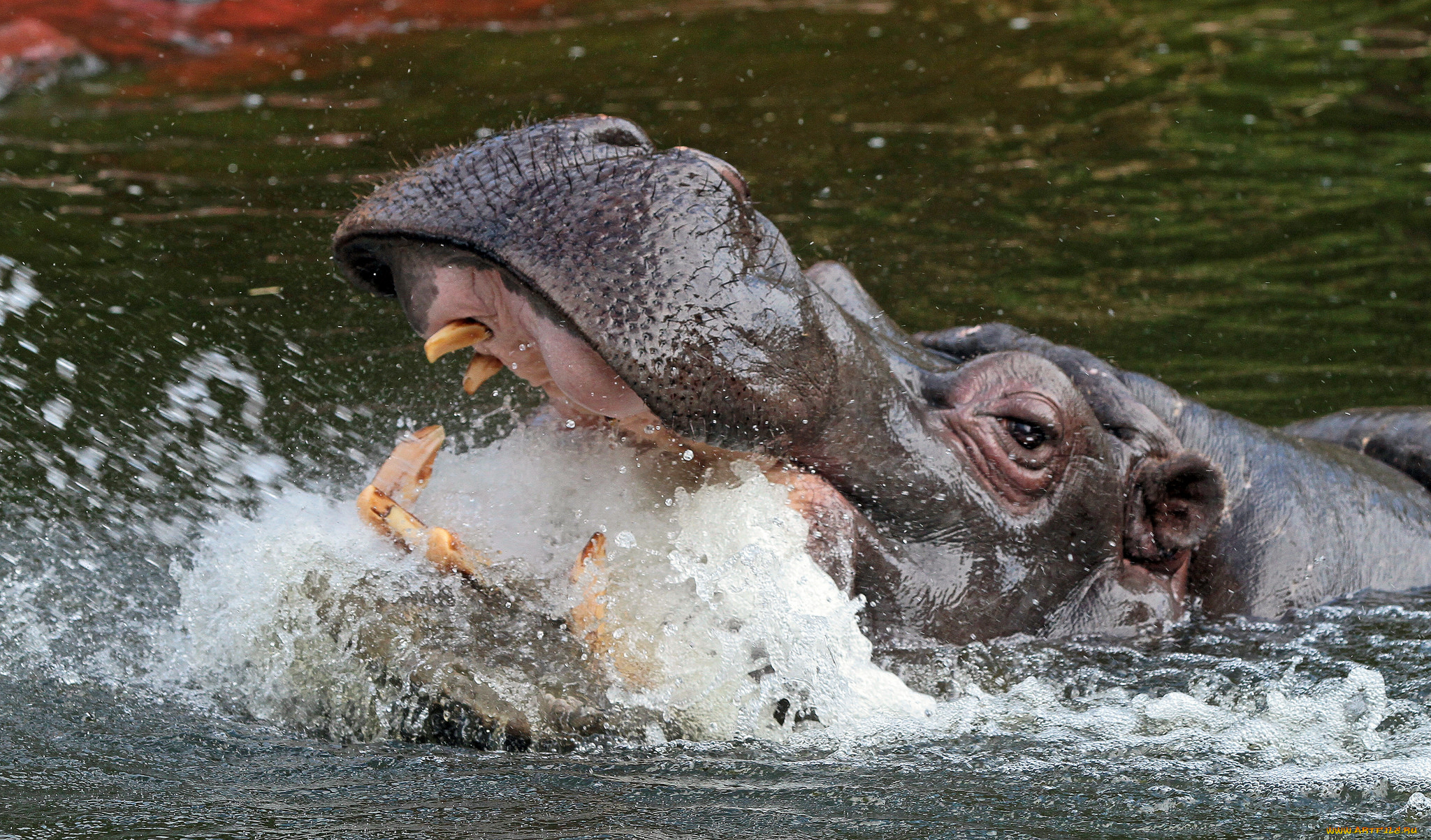 животные, бегемоты, бегемот