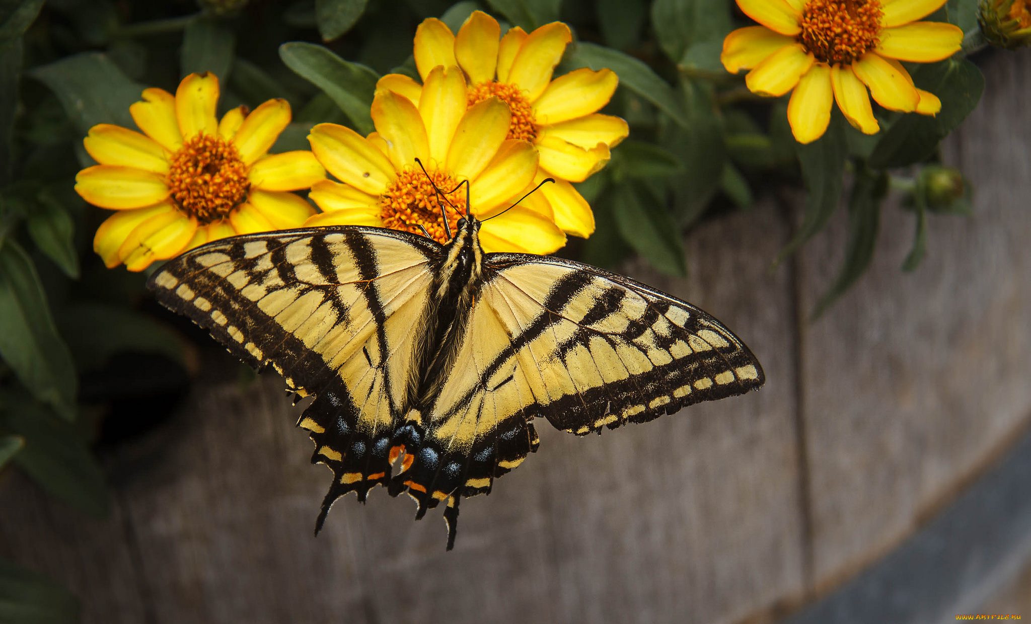 животные, бабочки, , мотыльки, , моли, бабочка