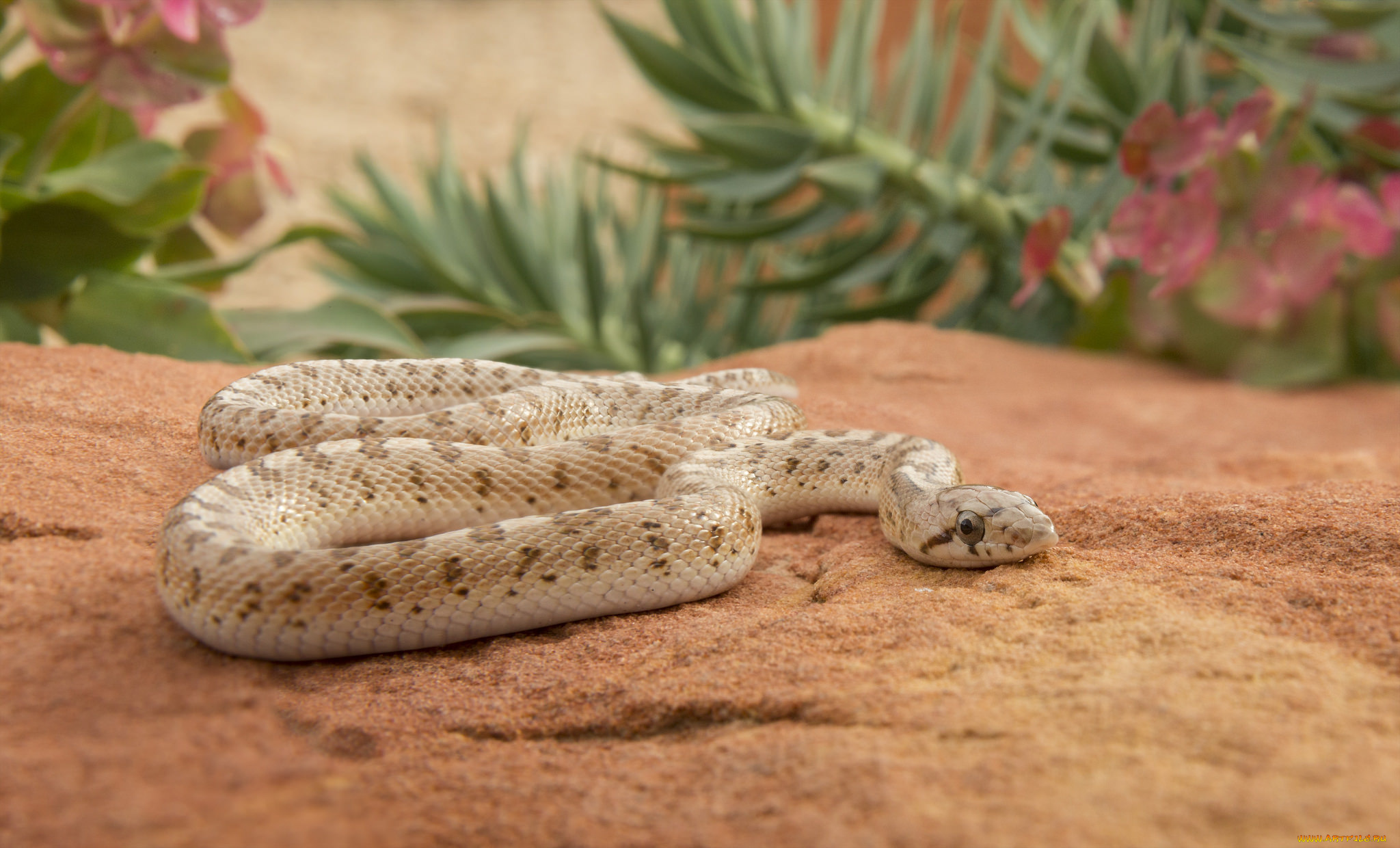 животные, змеи, , питоны, , кобры, змейка