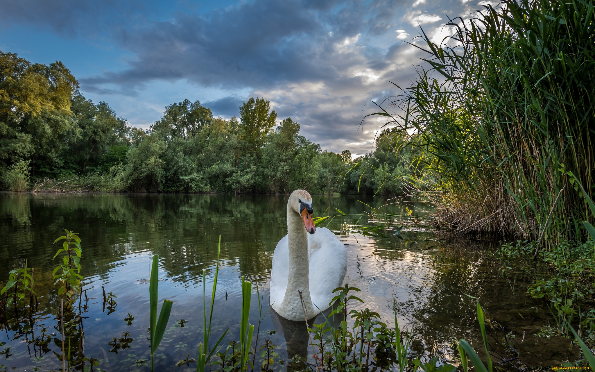 животные, лебеди, птичка