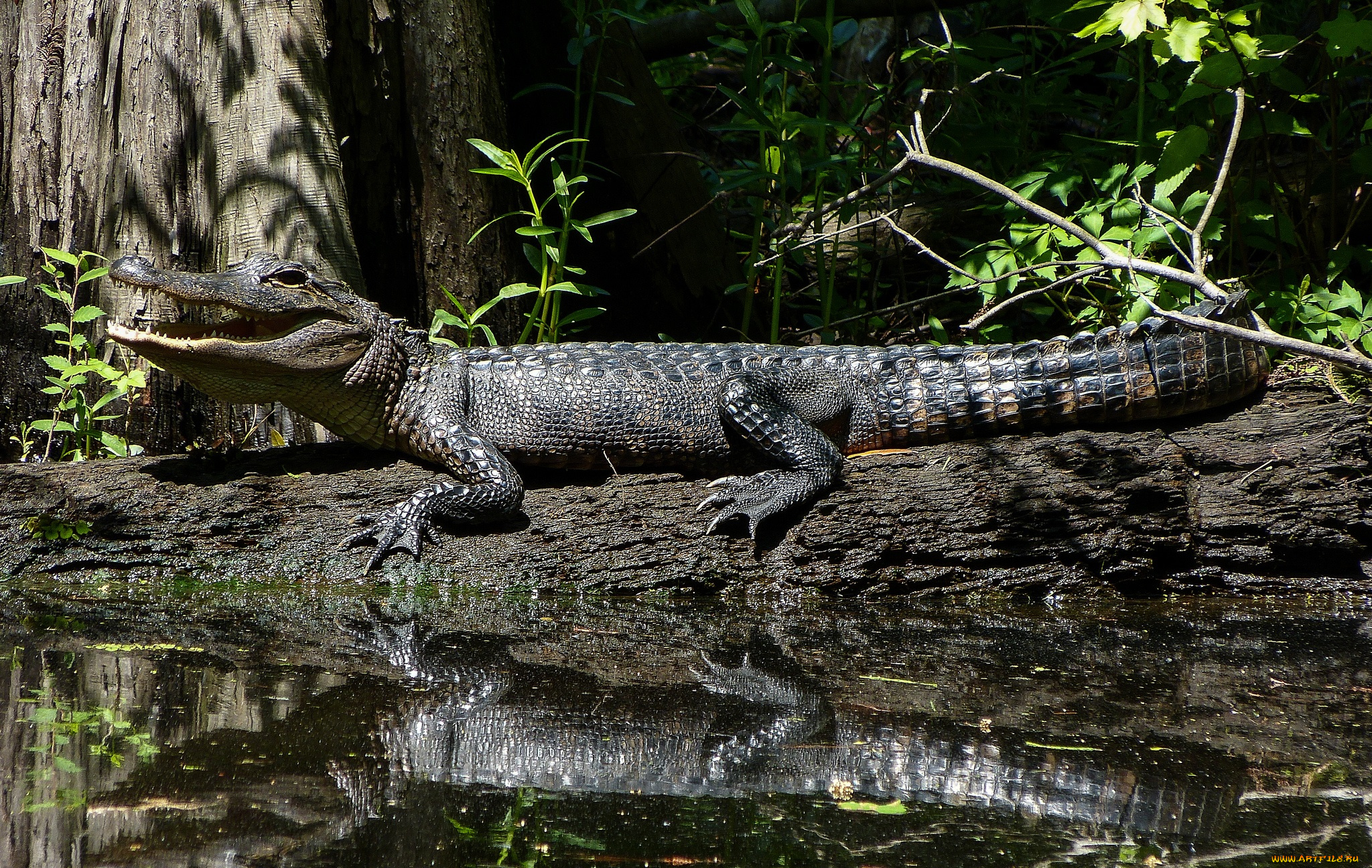 животные, крокодилы, крокодил