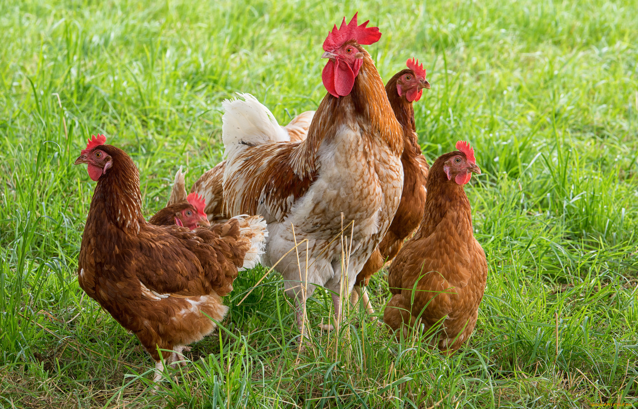 животные, куры, , петухи, птички