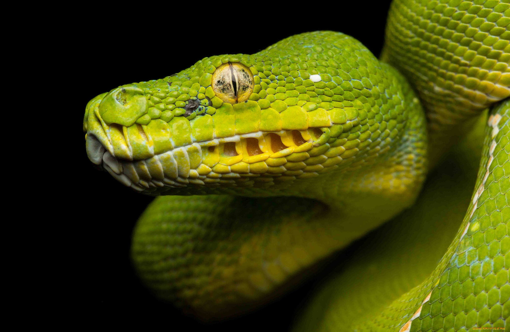 животные, змеи, , питоны, , кобры, змея